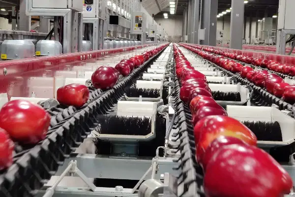 سیب قرمز به ترتیب قرار گرفته در نوار نقاله در دستگاه سورتینگ میوه
