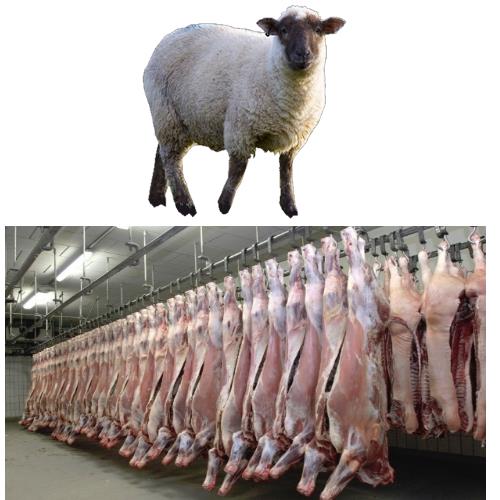 عکس خط کشتارگاه گوسفند و گوسفند زنده
