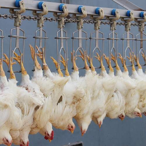 خطوط کشتارگاهی مرغ و ماکیان | کشتارگاه مرغ