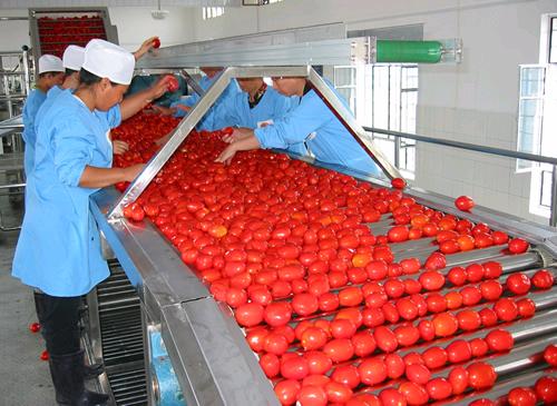 نحوه راه اندازی خط تولید رب گوجه فرنگی
