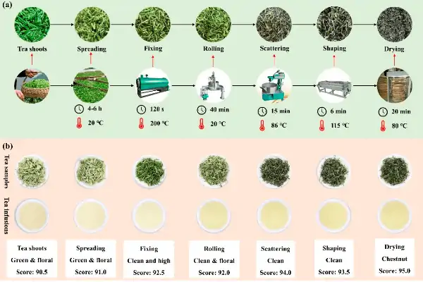 فرآیند تولید چای سبز چیست؟