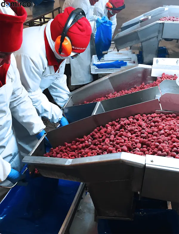 قیمت دستگاه تونل انجماد سریع IQF