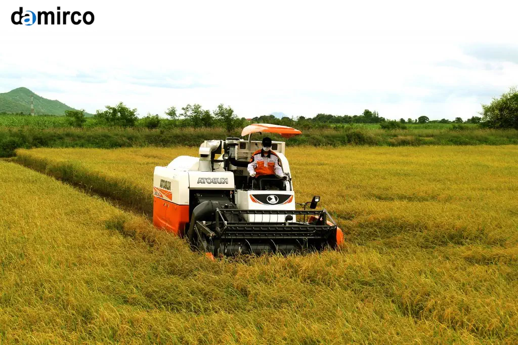 مینی کمباین برداشت عدس در زمین کشاورزی