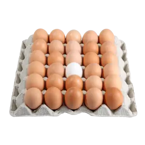 عکس شونه تخم مرغ