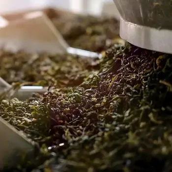 طرح توجیهی اولیه خط خشک کن چای صنعتی