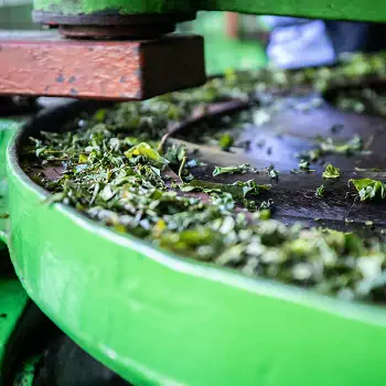 طرح توجیهی اولیه تولید چای سبز