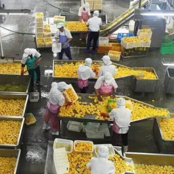 طرح توجیهی اولیه راه اندازی خط تولید کمپوت در ایران