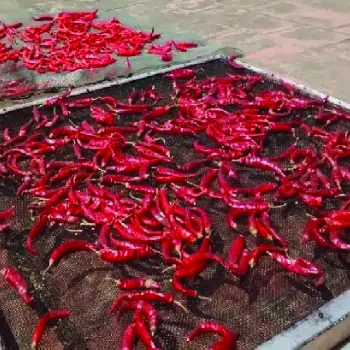 طرح توجیهی اولیه تولید سبزی خشک در ایران