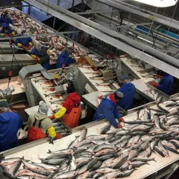 طرح توجیهی اولیه فرآوری ماهی و میگو منجمد