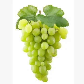 طرح توجیهی اولیه تولید شیره انگور در ایران