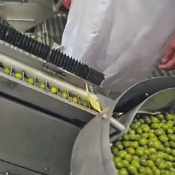 طرح توجیهی اولیه فرآوری زیتون