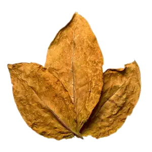 برگ تنباکو خشک شده صنعتی