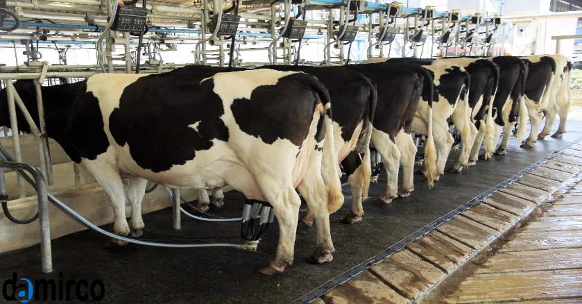 عکس گاو در حین شیر دوشی