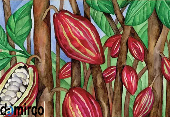 تصویر درخت میوه کاکائو2